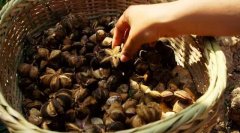 多不饱和脂肪酸与美藤果油