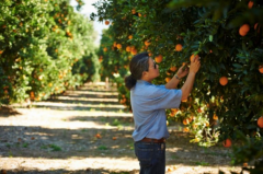 龙年第一口新奇士脐橙，就在山东利群