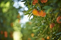 品新奇士脐橙，享惬意好时光