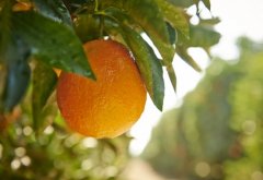 胶东双城“橙”意浓，邂逅无边的春色浪漫