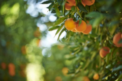 谷雨润万物，橙香养身心——美国新奇士脐橙清新上市